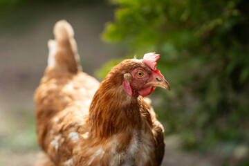 Chickens in a Farm Garden – Organic Free-Range Poultry Farming