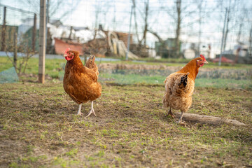Chickens in a Farm Garden – Organic Free-Range Poultry Farming