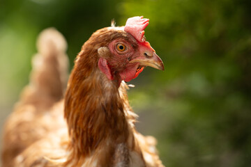 Chickens in a Farm Garden – Organic Free-Range Poultry Farming