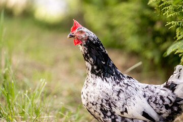 Chickens in a Farm Garden – Organic Free-Range Poultry Farming