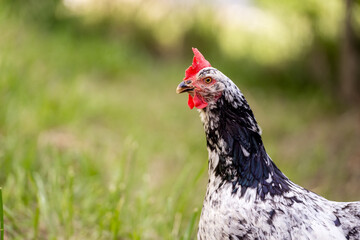 Chickens in a Farm Garden – Organic Free-Range Poultry Farming