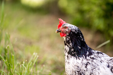 Chickens in a Farm Garden – Organic Free-Range Poultry Farming