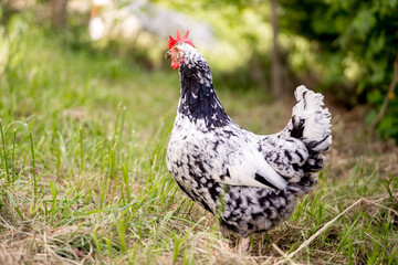 Chickens in a Farm Garden – Organic Free-Range Poultry Farming