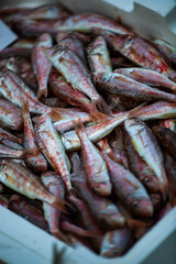 Containers full of fresh fishes