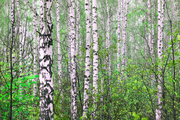 Beautiful birch trees with white birch bark
