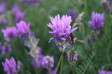 tree, nature, spring, trees, park, grass, landscape, forest, blossom, garden, plant, summer, leaves, autumn, flower, orchard, bloom, leaf, meadow, sky, branch, season, cherry, apple, agriculture flowe