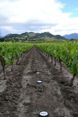 a vineyard with rows of plants and dirt