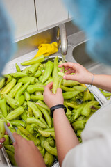 Washing and preparing green pepper, close shot