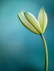 Emerging Beauty: A Minimalist Bloom in Soft Pastels