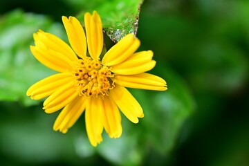 Bay Biscayne creeping-oxeye Yellow Flower