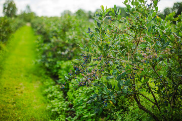 High bush blueberries plantation and harvesting by hand agriculture