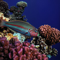 Sea world of Sharm el-Sheikh