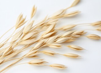 Oats on a white background