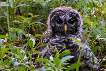 Juvenile Barred Owl