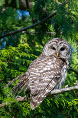 Barred Owl