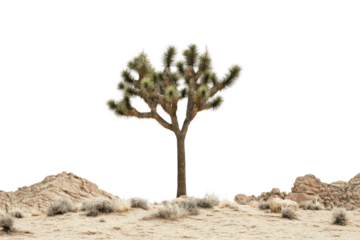 A single Joshua Tree stands tall in a desert landscape against a green backdrop.