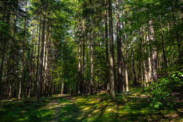 Fototapeta premium Sunlit Forest With Deciduous Trees in Province Carinthia In Austria