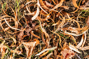 Rustling autumn leaves cover the forest floor, creating a colorful tapestry of nature's decay and renewal.