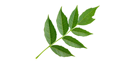 Neem leaves on white background. Medicinal neem leaf.herb.green leef.