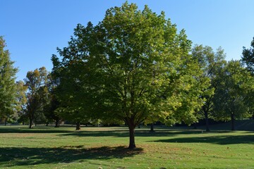 Obraz premium A large tree stands in a grassy field