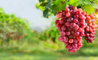 Red grapes hanging on vine in grape farm.