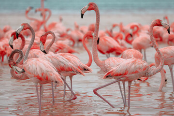 A group of pink flamingos at the river