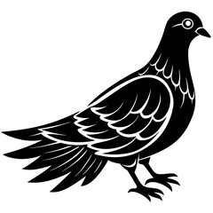 dove isolated on white