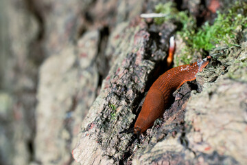 macro slime snail without shell on rock texture narrow focus concept wildlife photography