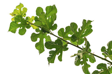 A young branch of a fig bush with green juicy leaves with characteristic leaf shapes, isolated on a...