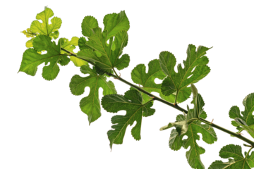 A young branch of a fig bush with green juicy leaves with characteristic leaf shapes, isolated on a transparent, white background. Blank for artwork, bottom view