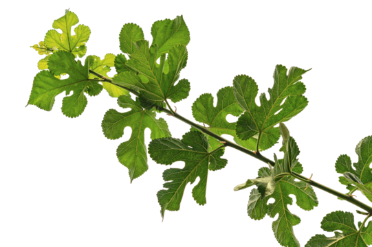 A young branch of a fig bush with green juicy leaves with characteristic leaf shapes, isolated on a transparent, white background. Blank for artwork, bottom view