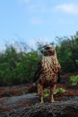 Galapagos Hawk in Marchena Island