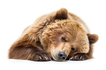Obraz premium Lazy bear wildlife sleeping mammal.