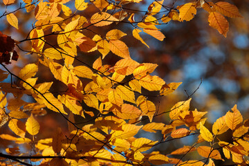 紅葉した黄色い葉