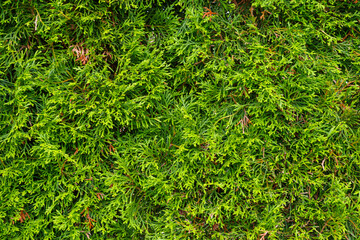 naturalne zielone tło z roślin i flory