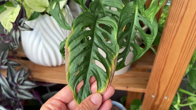 Monstera leaf with a dry edge, improper care of house plants, houseplant diseases. High quality 4k footage