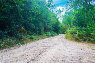 DIrt road surrounded by green plants