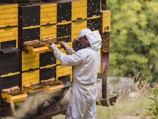 Beekeeper in full protective gear standing in front of beehive boxes, holding and inspecting a frame with comb and bees