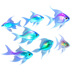 A group of colorful fish swimming in a tank