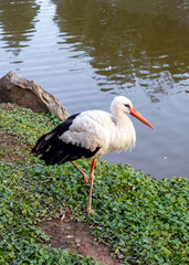 Stork, a large white crane with black wings on the shore of a summer river, vertical photo