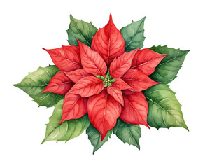 Watercolor christmas illustration of poinsettia flower isolated on transparent background. New Year festive decor for poster, greeting card, flyer, postcard, sticker, print. Botanical clipart. 