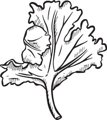 Cilantro Coriander Herb Leaf Salad Graphic Illustration 