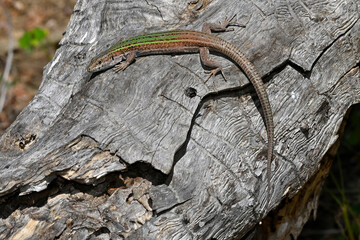 Erhard’s Wall Lizard, aegean wall lizard // Ägäische Mauereidechse (Podarcis erhardii naxensis)...