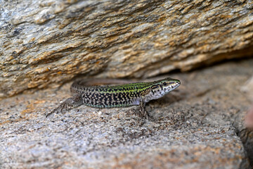 Erhard’s Wall Lizard, aegean wall lizard // Ägäische Mauereidechse (Podarcis erhardii naxensis) - Ios island, Cyclades, Greece