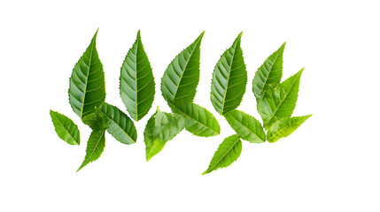 Obraz premium Medicinal neem leaves Azadirachta indica ,Siamese neem leaves, Neem leaves isolated on white background. herbs from green leaves.