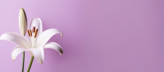 Naklejka premium A Single White Lily on a Lavender Background