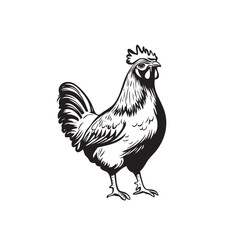 Rooster or cock logo vector icon template