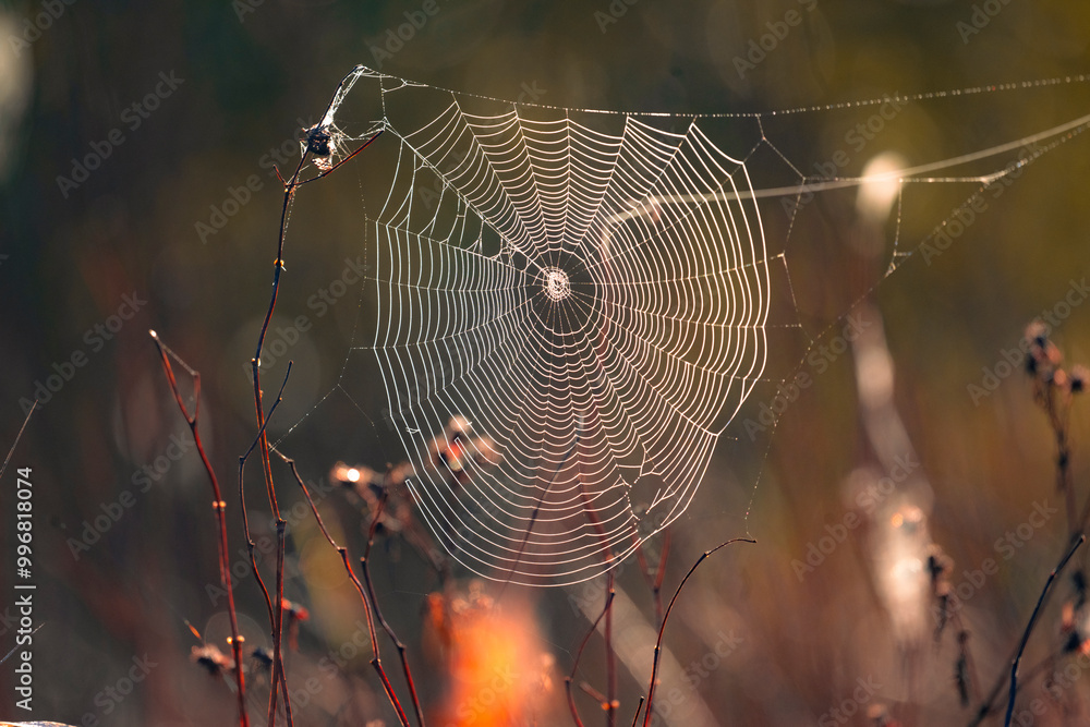 Wall mural a spider web in the dew in the light of the rising sun