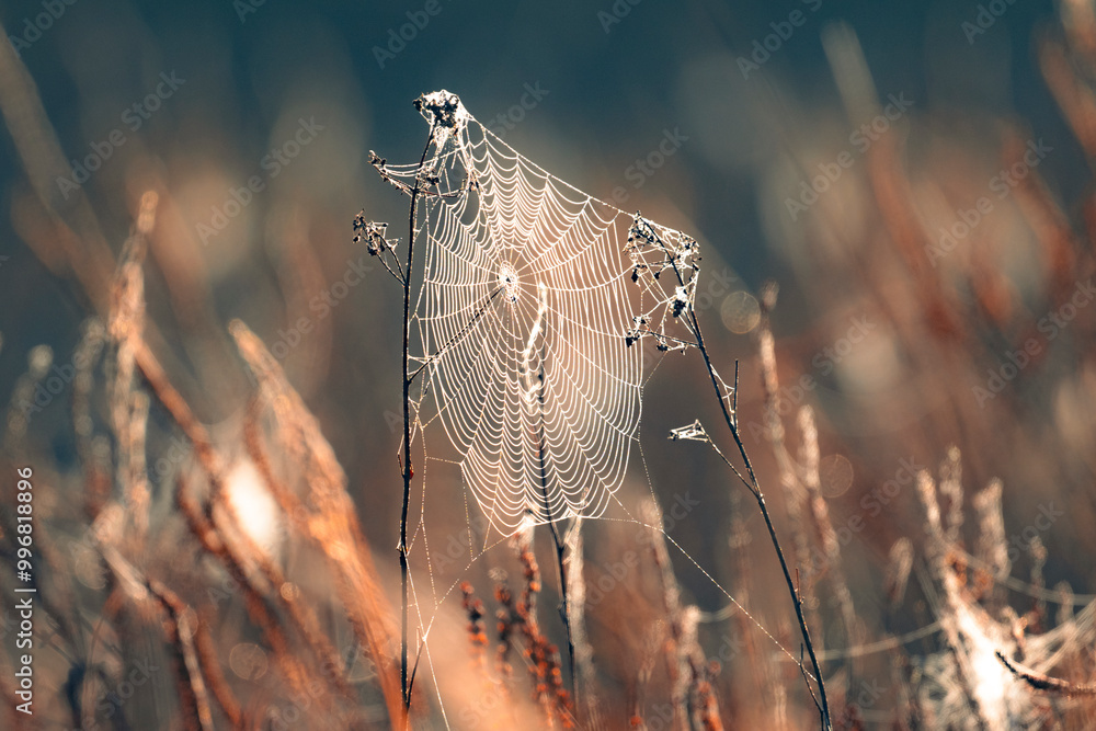 Canvas Prints a spider web in the dew in the light of the rising sun