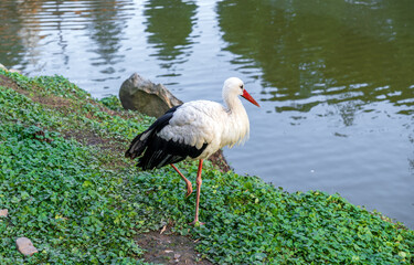 Stork, a large white crane with black wings on the shore of a summer river